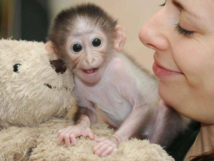 capuchin monkey