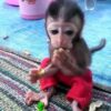 capuchin monkey