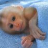 capuchin monkey