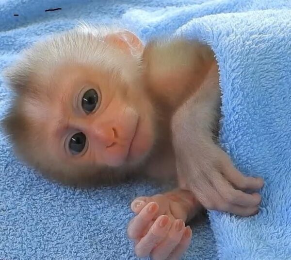 capuchin monkey