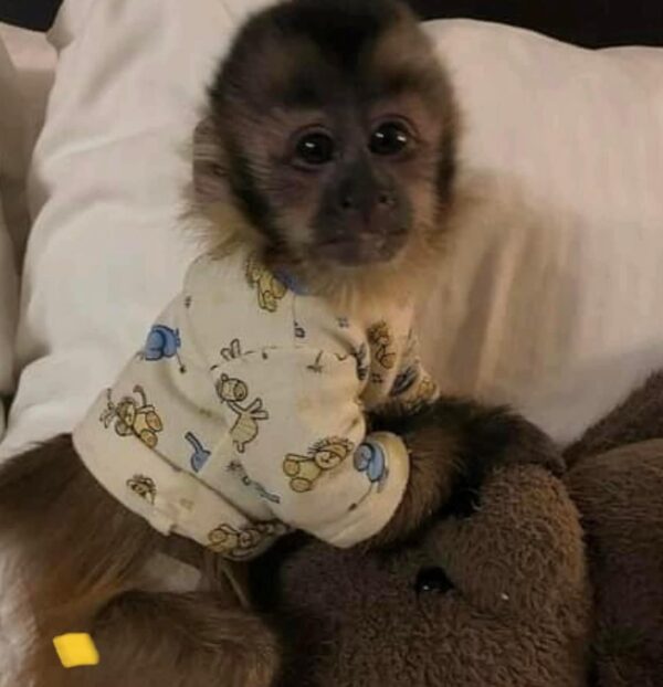 capuchin monkey