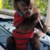 capuchin monkey