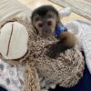 capuchin monkey