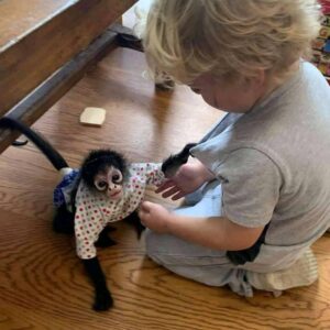 capuchin monkey