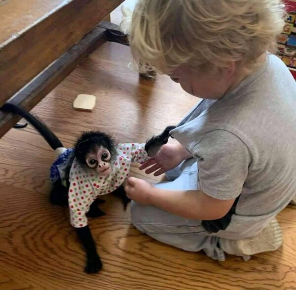 capuchin monkey