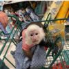 capuchin monkey