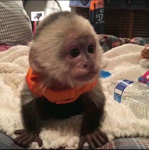 capuchin monkey