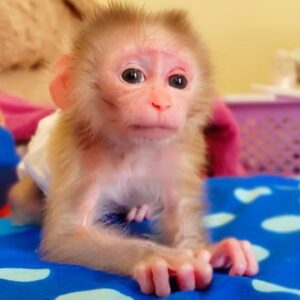 capuchin monkey