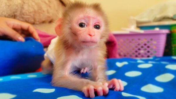 capuchin monkey